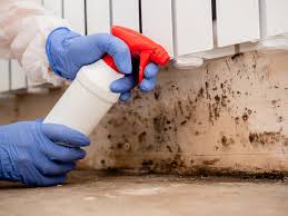 Trusted Gibson, AR Mold Removal Services Experts